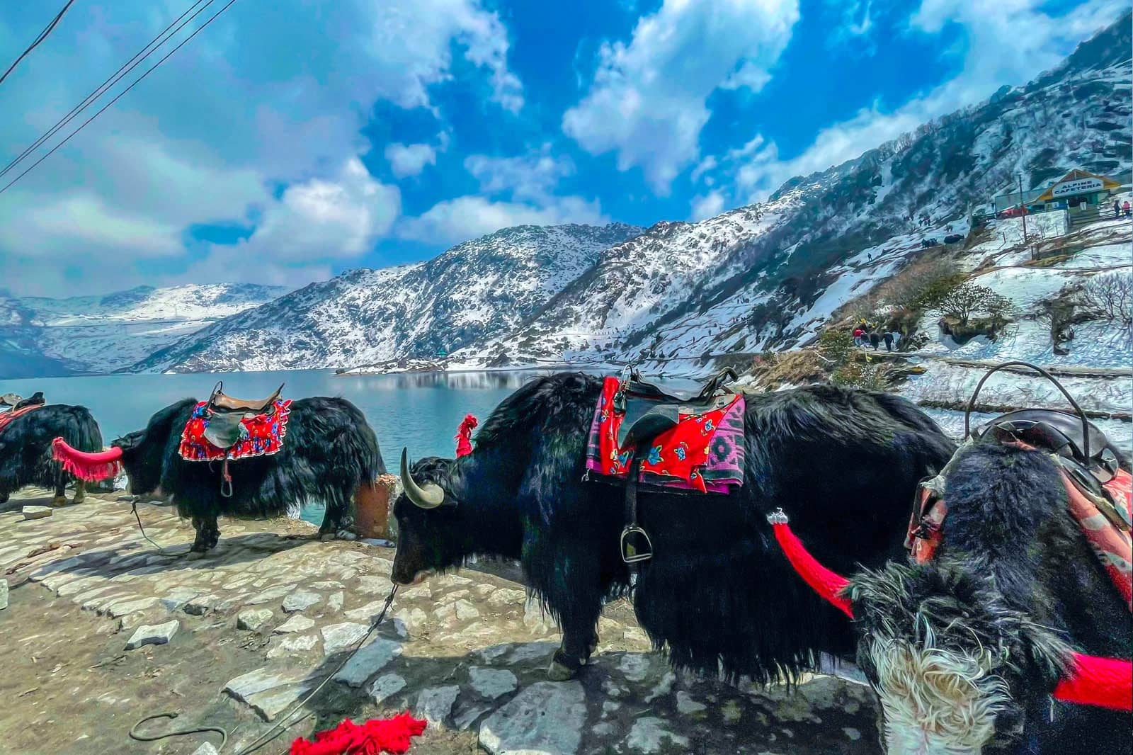 yak ride